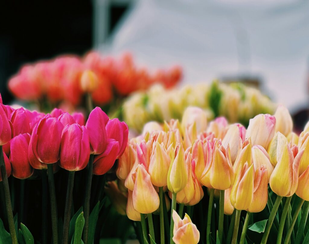 tarang-dave-hrKx5Yx4icw-unsplash